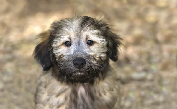 Cute Dog Looking — Stock Photo, Image