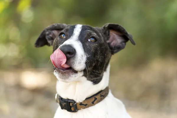 Dog Tongue Licking — Stock Photo, Image
