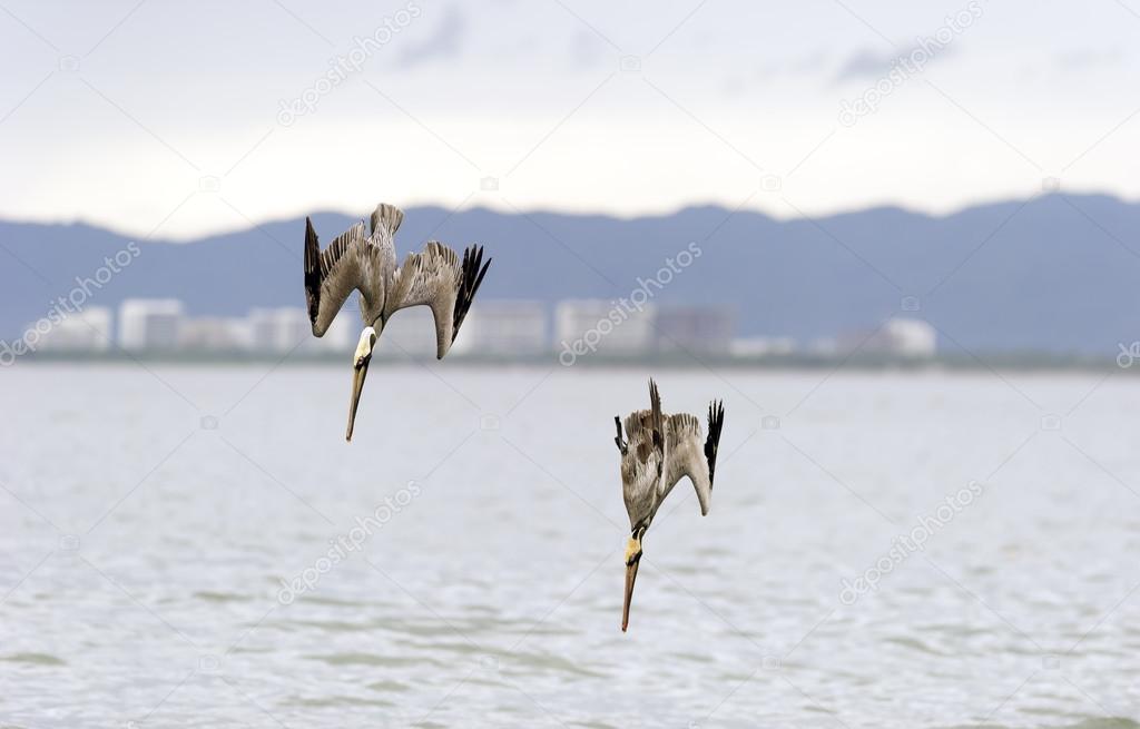 Pelican Hunting Diving