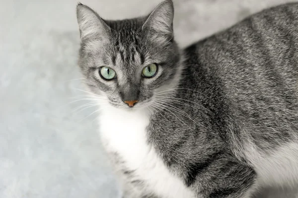 Olhos de gato Tabby — Fotografia de Stock