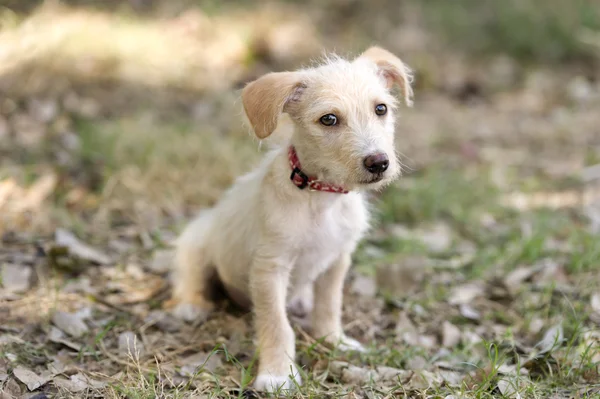 Cute puppy psa — Zdjęcie stockowe