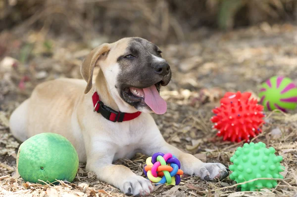 Köpek oyuncak köpek yavrusu — Stok fotoğraf