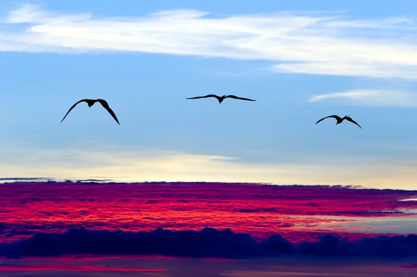 Silhueta voadora de aves — Fotografia de Stock