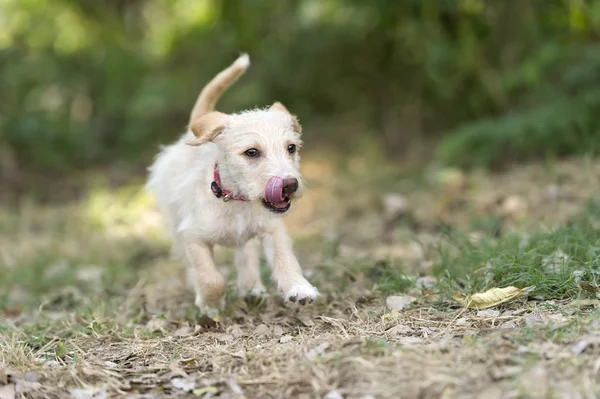 Filhote de cachorro correndo jogar — Fotografia de Stock