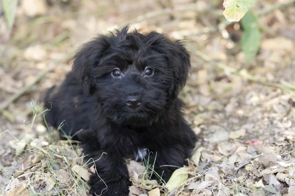 Cute Dog Black — Stock Photo, Image