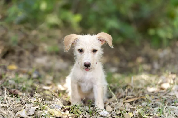 Cute puppy psa — Zdjęcie stockowe