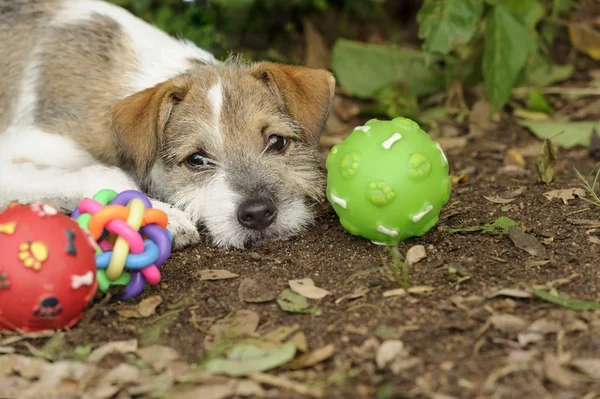 Juguetes para perros lindo —  Fotos de Stock