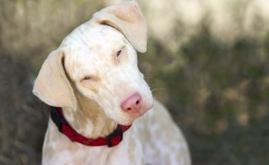 Meraklı köpek Dalmaçyalı