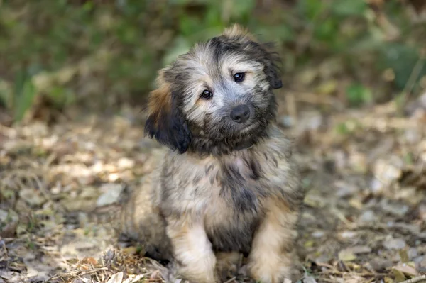 Curious Dog Looking — Stock Photo, Image