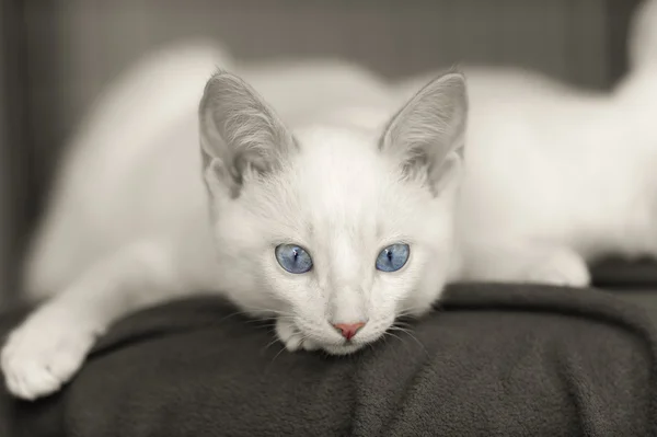 猫的眼睛蓝色 — 图库照片