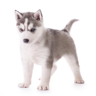 şirin husky yavrusu