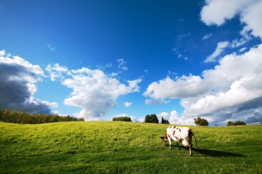 Çayırda otlayan inek.