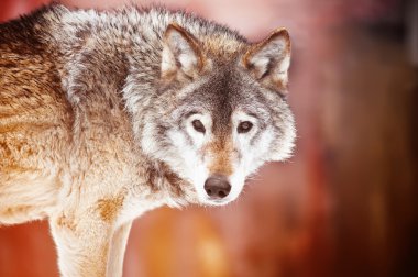 Close-up wild wolf