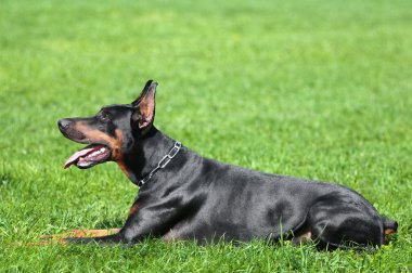 Siyah doberman pinscher