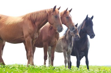 Vahşi atlar otlatmak