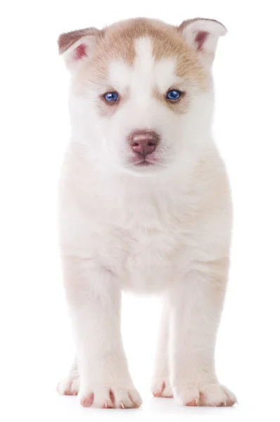 น่ารักน้อย husky ลูกสุนัข — ภาพถ่ายสต็อก