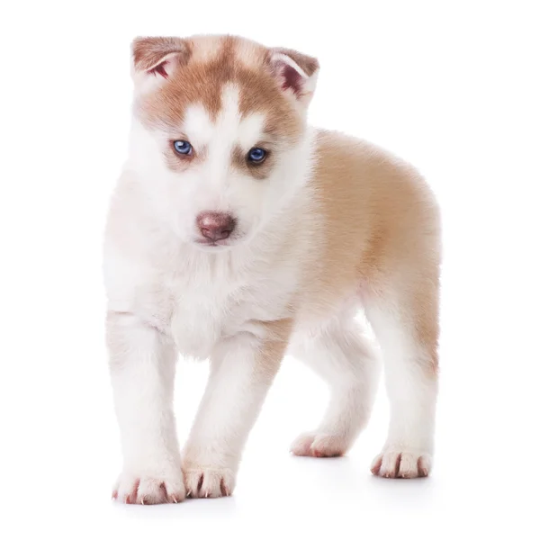 かわいいハスキー子犬 — ストック写真