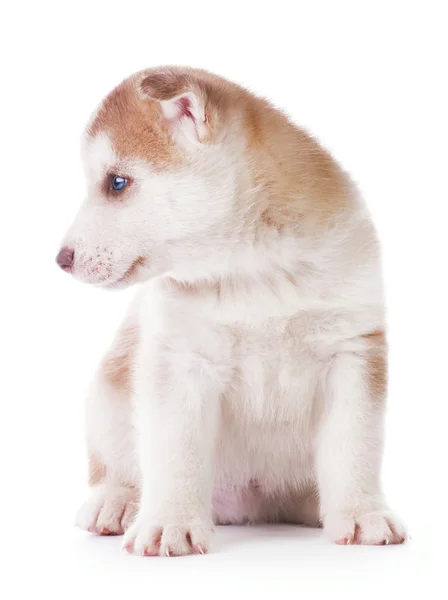 Roztomilé štěňátko husky — Stock fotografie