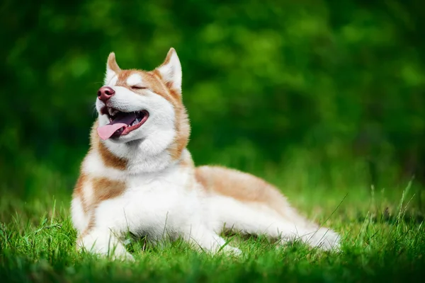 Aranyos, fekvő szibériai husky — Stock Fotó