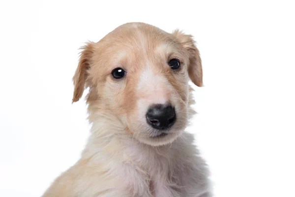 Bonito cachorrinho pequeno borzoi russo — Fotografia de Stock