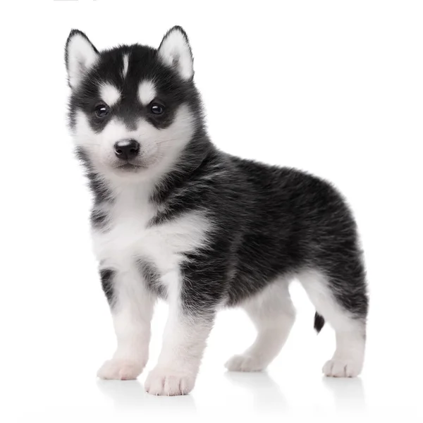 Carino piccolo cucciolo husky — Foto Stock