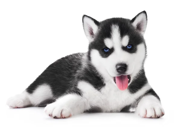 Roztomilé štěňátko husky — Stock fotografie