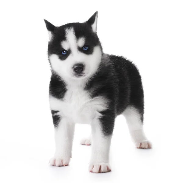 Cute little husky puppy — Stock Photo, Image