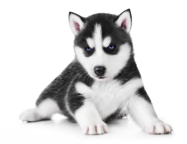 น่ารักน้อย husky ลูกสุนัข — ภาพถ่ายสต็อก