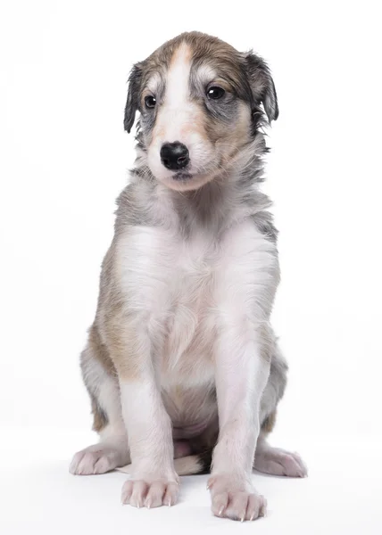 Cute little russian borzoi puppy — Stock Photo, Image