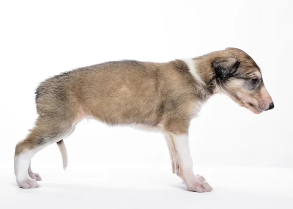 Söta lilla ryska borzoi valp — Stockfoto