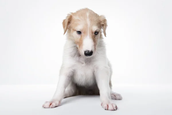 Söta lilla ryska borzoi valp — Stockfoto