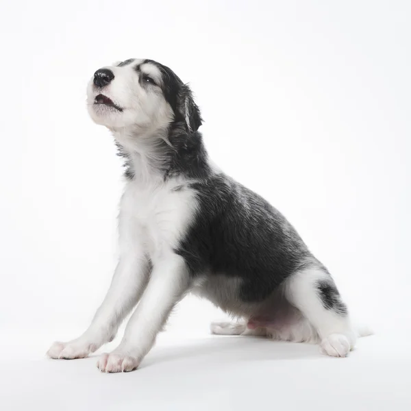 Cute little russian borzoi puppy — Stock Photo, Image