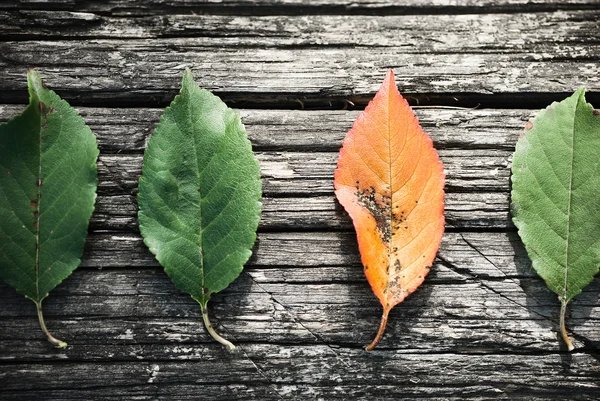 Daun musim gugur di permukaan kayu — Stok Foto