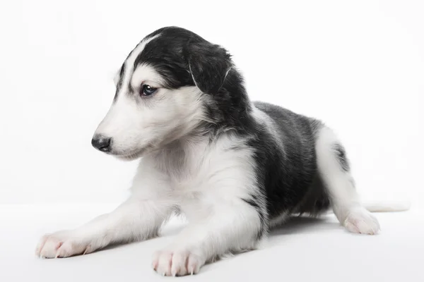 Bonito cachorrinho pequeno borzoi russo — Fotografia de Stock