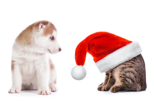 Husky štěně a kočka v Santa hat — Stock fotografie