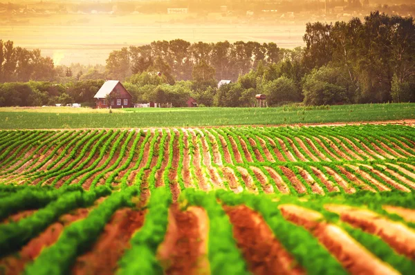 Сельскохозяйственное поле с домом и деревьями — стоковое фото