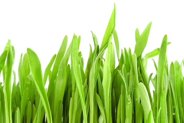 Green grass on white — Stock Photo, Image