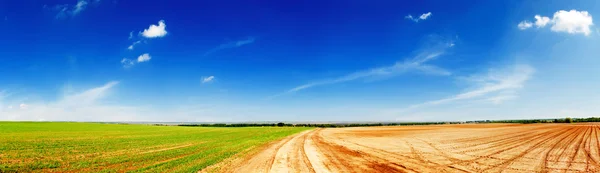 Campos verdes agrícolas — Fotografia de Stock