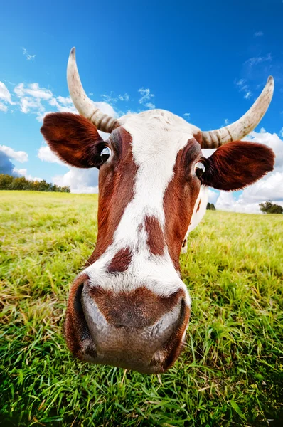 Pastoreio de vacas loucas — Fotografia de Stock