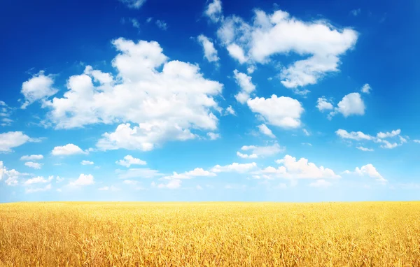Pole pszenicy i błękitne niebo — Zdjęcie stockowe