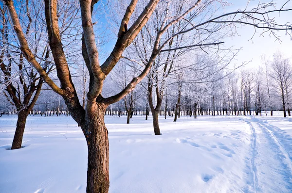 Vinterdag i park — Stockfoto