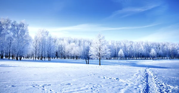 Winter day in park — Stock Photo, Image