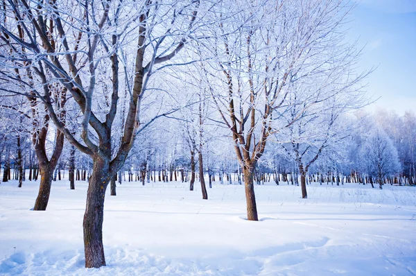 Winterdag in het park — Stockfoto