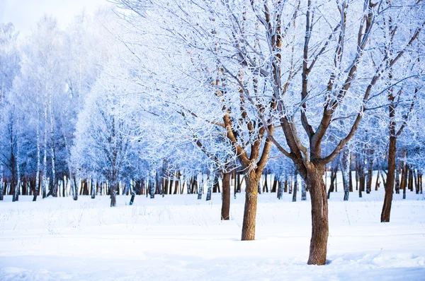 Winterdag in het park — Stockfoto