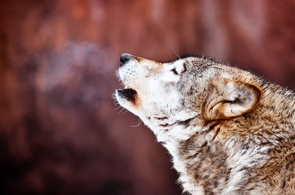 Lobo uivante selvagem — Fotografia de Stock