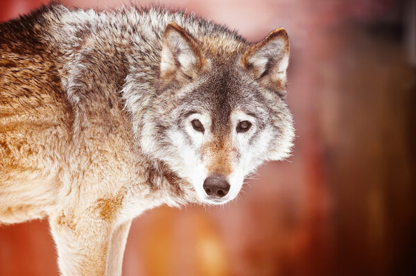 Close-up portrait of a wild wolf outdoor