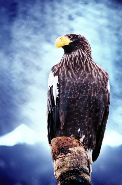 Águila marina americana —  Fotos de Stock