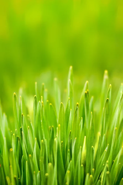 Frisches grünes Gras — Stockfoto