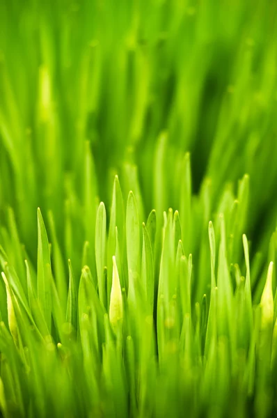 Fresh green grass — Stock Photo, Image