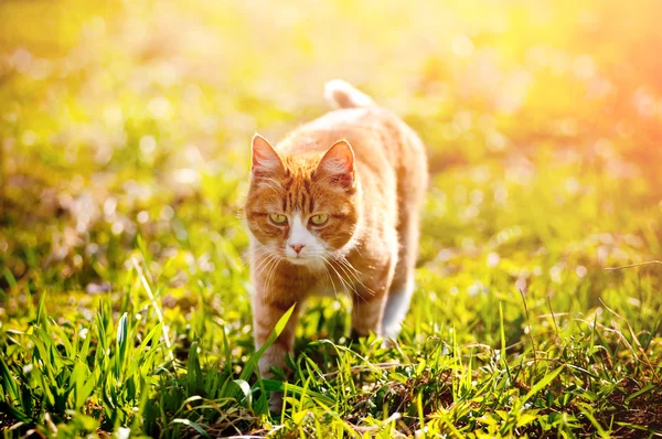 푸른 풀 위의 붉은 고양이 — 스톡 사진